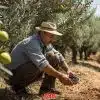 olive harvesting machines with lithium battery olive harvest